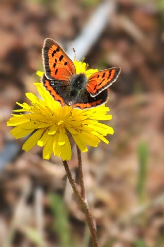 Benekli Bakr Gzeli (Lycaena phlaeas)