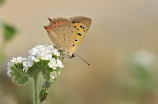 Benekli Bakr Gzeli (Lycaena phlaeas)