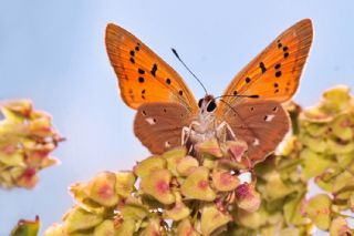 Orman Bak�r G�zeli&nbsp;(Lycaena&nbsp;virgaureae)