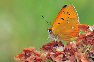 Orman Bak�r G�zeli&nbsp;(Lycaena&nbsp;virgaureae)