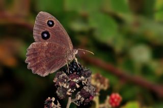 Kara Hayalet (Minois dryas)