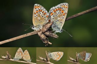 okgzl Balkan Mavisi (Aricia anteros )