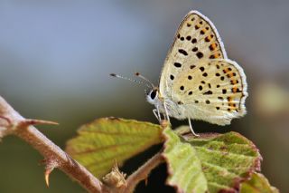 sli Bakr Gzeli (Lycaena tityrus)