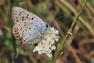 Byk Mor Bakr Gzeli (Lycaena alciphron)