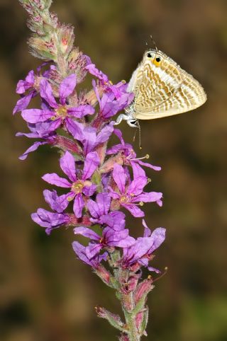 Lampides (Lampides boeticus)