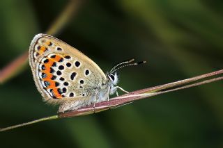 Gm Lekeli Esmergz (Plebejus argus)