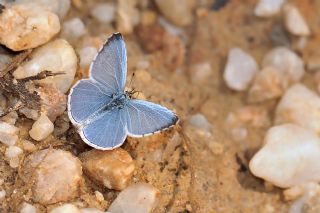 Kutsal Mavi (Celastrina argiolus)