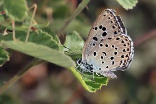 Byk Korubeni (Phengaris arion)
