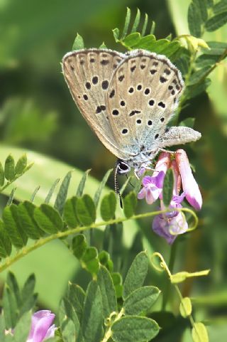 Byk Korubeni (Phengaris arion)