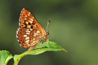 ncili Kelebek (Hamearis lucina)