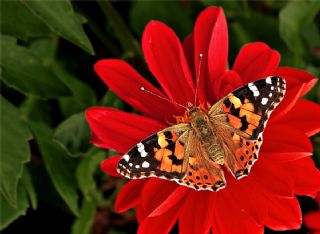 Diken Kelebei (Vanessa cardui)