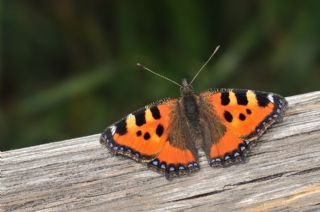 Aglais&nbsp;(Aglais&nbsp;urticae)