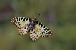 Orman Fistosu (Allancastria  cerisyi)