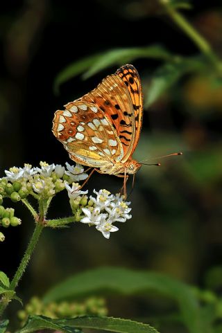 Byk nci (Fabriciana adippe)