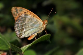 Cengaver (Argynnis paphia)