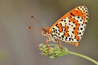 Benekli parhan (Melitaea didyma)