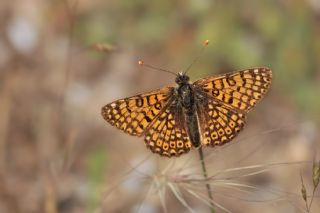 parhan (Melitaea cinxia)