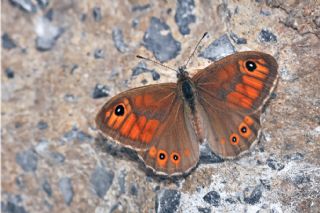 Esmerboncuk (Lasiommata maera)