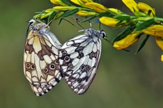 Orman Melikesi (Melanargia galathea)