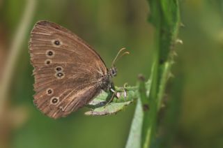 Halkack (Aphantopus hyperantus)