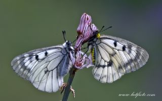 Dumanl Apollo (Parnassius mnemosyne)