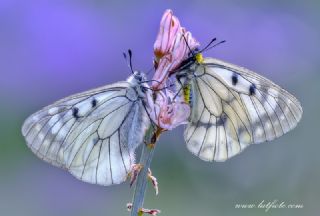 Dumanl Apollo (Parnassius mnemosyne)