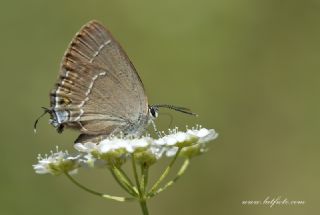 ranl Sevbeni (Satyrium marcidum)