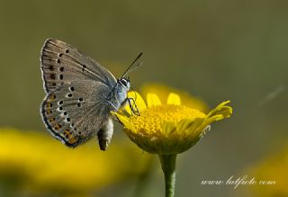 Kk Benekli Sevbeni (Satyrium ledereri )