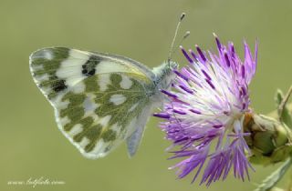 Yeni Beneklimelek (Pontia edusa)
