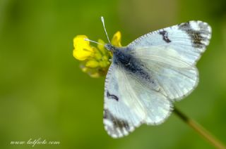 Da Oykls (Euchloe ausonia)