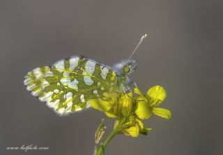 Da Oykls (Euchloe ausonia)