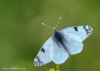 Da Oykls (Euchloe ausonia)