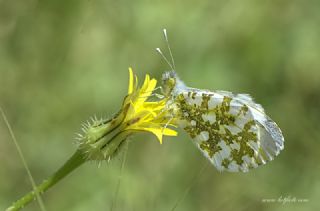 Turuncu Ssl (Anthocharis cardamines)