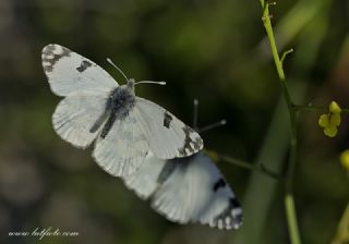 Da Oykls (Euchloe ausonia)