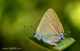G�zel Sevbeni&nbsp;(Satyrium&nbsp;spini)