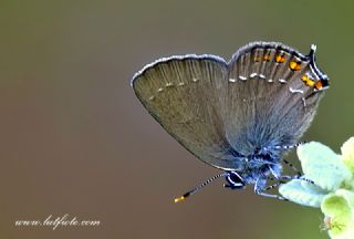 Byk Sevbeni (Satyrium ilicis)