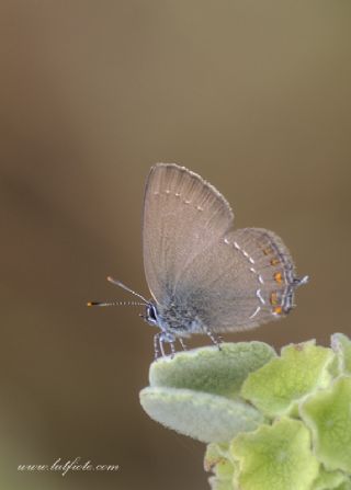 Byk Sevbeni (Satyrium ilicis)