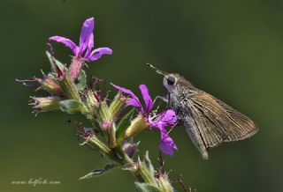 Beyaz illi Kara Zpzp (Pelopidas  thrax)