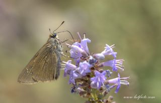 Beyaz illi Kara Zpzp (Pelopidas  thrax)