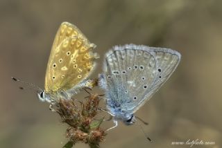 okgzl Dafnis (Polyommatus daphnis)