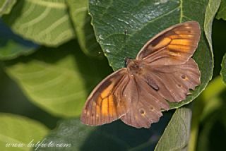 Aa Esmeri (Kirinia roxelana)