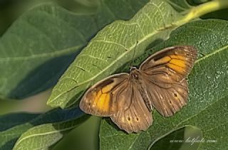 Aa Esmeri (Kirinia roxelana)
