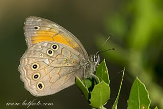 Aa Esmeri (Kirinia roxelana)