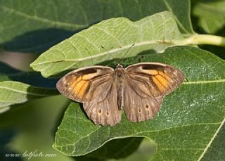 Aa Esmeri (Kirinia roxelana)