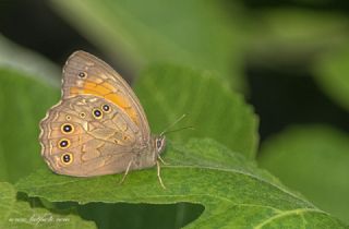 Aa Esmeri (Kirinia roxelana)