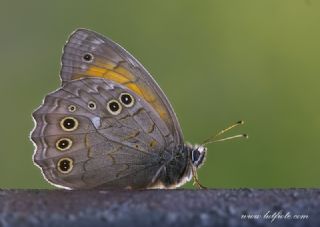 Aa Esmeri (Kirinia roxelana)