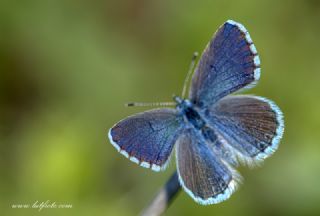 Himalaya Mavisi&nbsp;(Pseudophilotes&nbsp;vicrama)