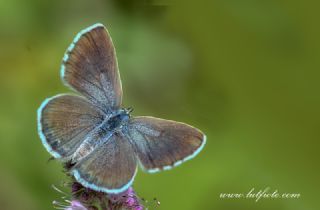 Himalaya Mavisi (Pseudophilotes vicrama)