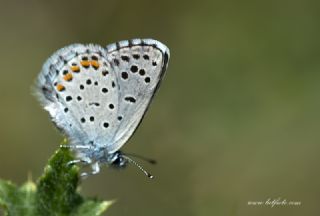 Himalaya Mavisi&nbsp;(Pseudophilotes&nbsp;vicrama)