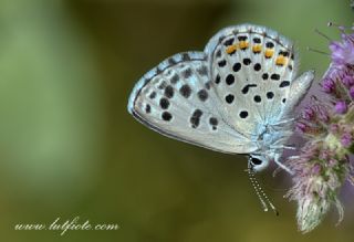 Himalaya Mavisi (Pseudophilotes vicrama)